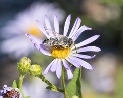 Coelioxys rufitarsis