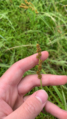 Carex triangularis