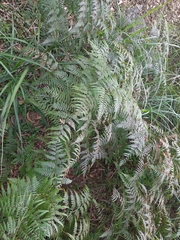 Pteridium aquilinum
