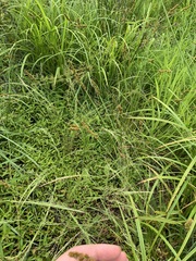 Carex triangularis