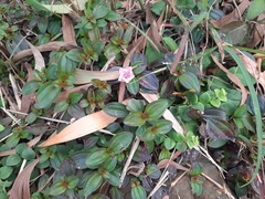 Melastoma dodecandrum