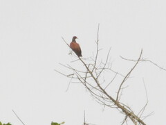 Patagioenas speciosa