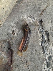 Neoclinus uninotatus