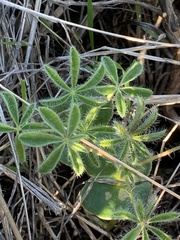 Lupinus densiflorus