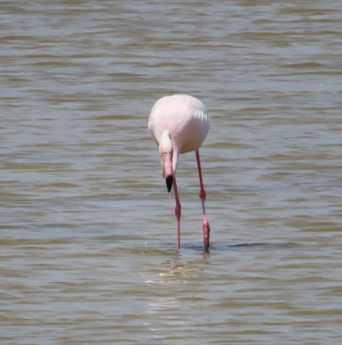 Flamenco común (Phoenicopterus roseus)
