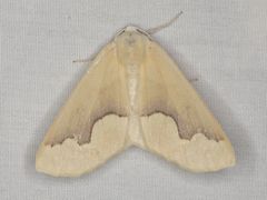 Sabulodes spoliata