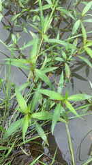 Persicaria punctata