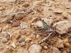Stephanomeria parryi