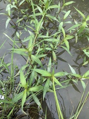 Persicaria punctata