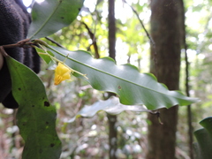 Ouratea parviflora