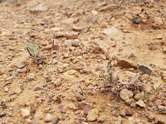 Stephanomeria parryi