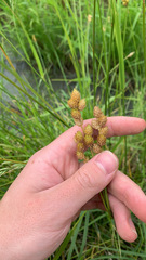 Carex opaca