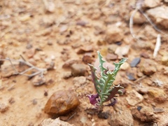 Stephanomeria parryi