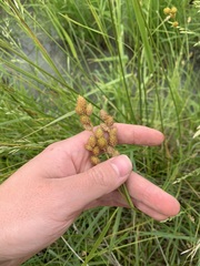 Carex opaca