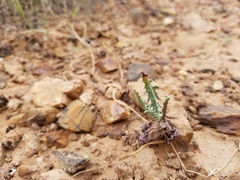 Stephanomeria parryi