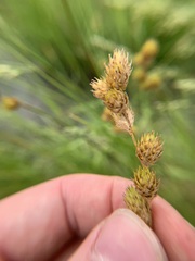 Carex opaca