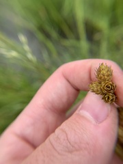 Carex opaca