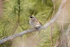 Emberiza elegans