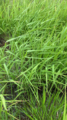 Leersia