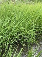 Leersia