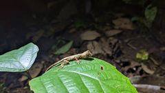Anolis capito