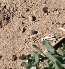 Brephidium exilis