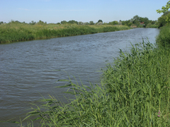 Phragmites australis