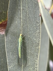 Apertochrysa edwardsi