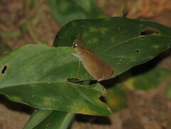 Cymaenes tripunctus