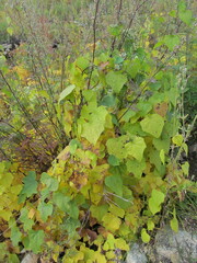 Menispermum dauricum