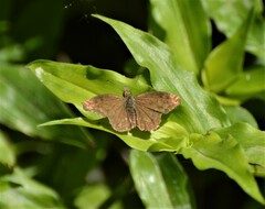 Anisochoria sublimbata