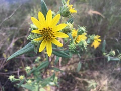 Helianthus schweinitzii