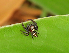 Opisthoncus mordax
