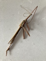 Tropidoderus childrenii