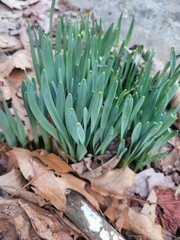 Narcissus pseudonarcissus