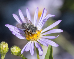 Coelioxys rufitarsis