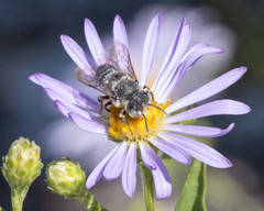Coelioxys rufitarsis