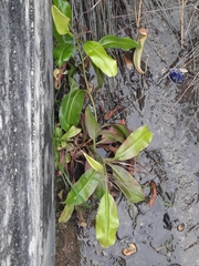 Nepenthes mirabilis