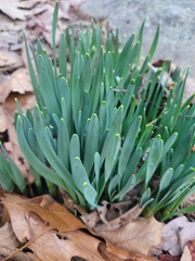 Narcissus pseudonarcissus