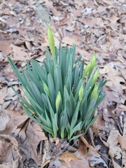 Narcissus pseudonarcissus