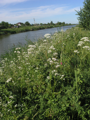 Valeriana officinalis