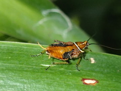 Balta bicolor