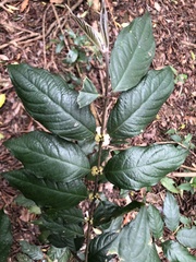 Lasianthus formosensis