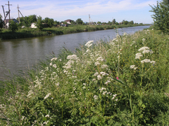 Valeriana officinalis