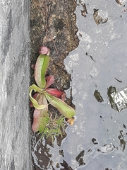Nepenthes mirabilis