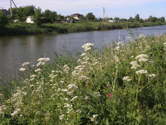 Valeriana officinalis
