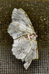 Thyrinteina arnobia
