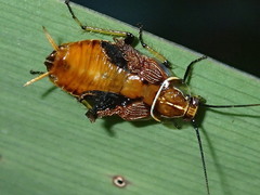 Balta bicolor