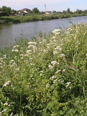 Valeriana officinalis