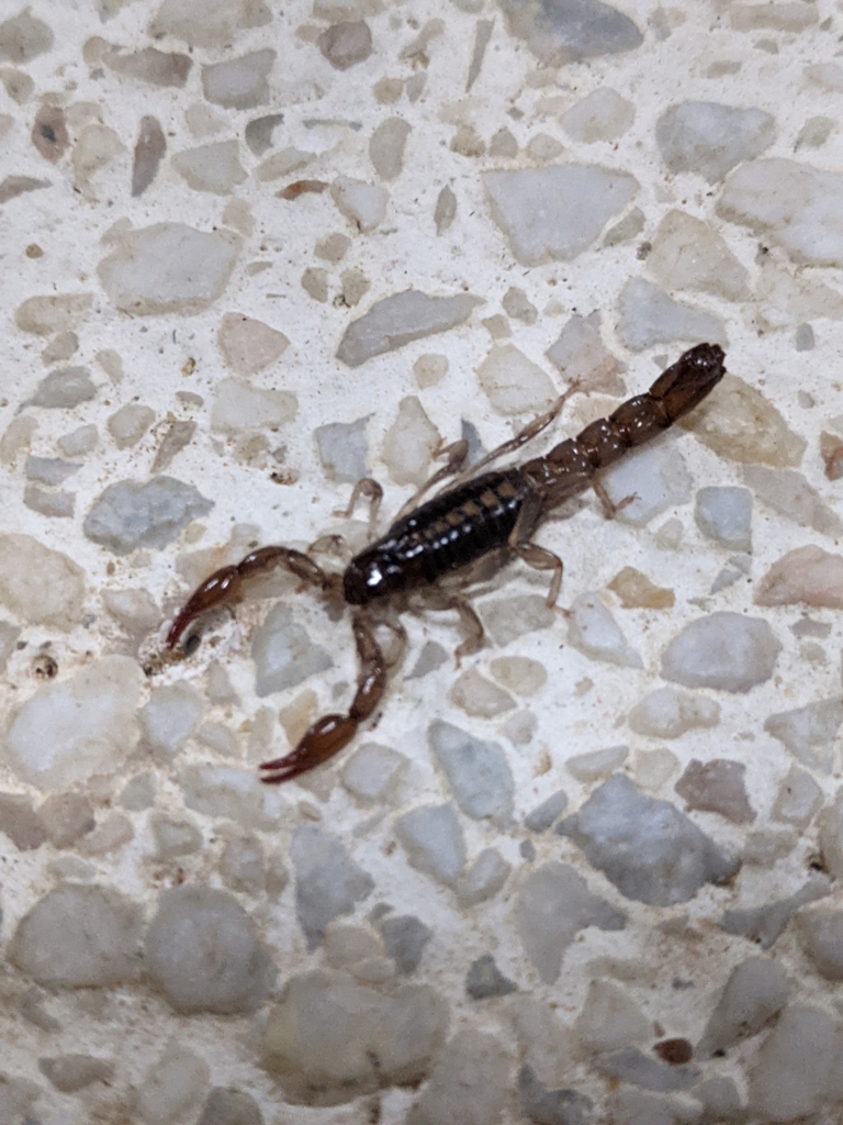 Bothriurus asper